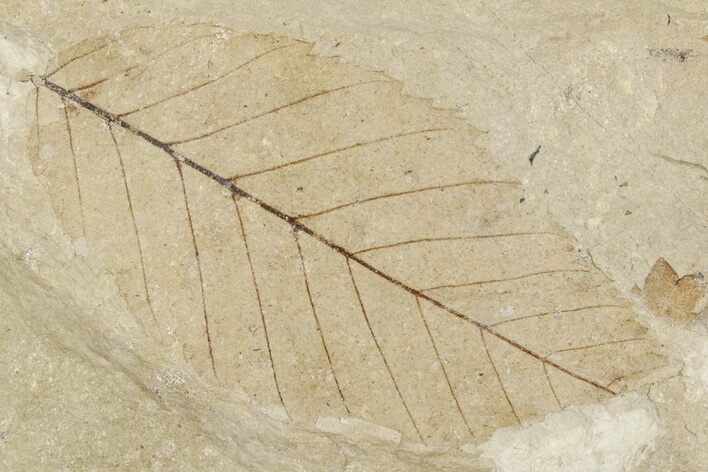 Fossil Leaf (Alnus) - France #254277